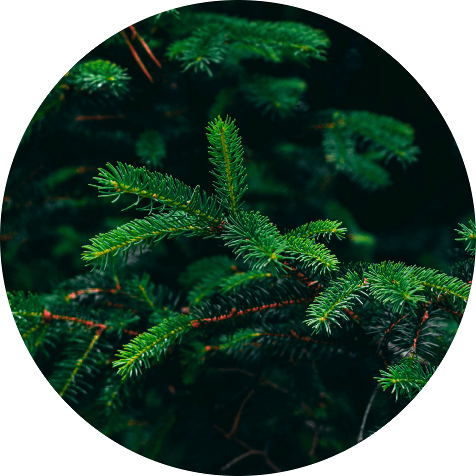 northeast plants